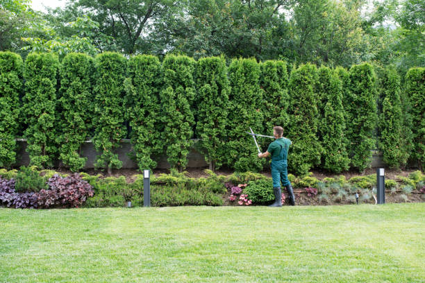 Lawn Edging in Quinebaug, CT